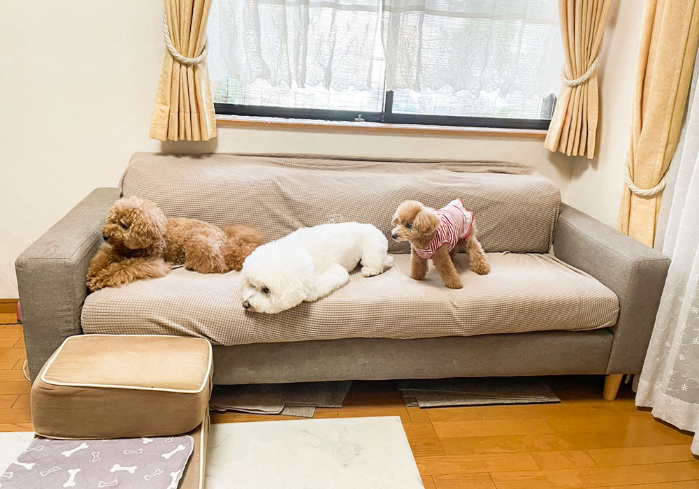 3匹の愛犬と始まった、ローソファのある暮らし。